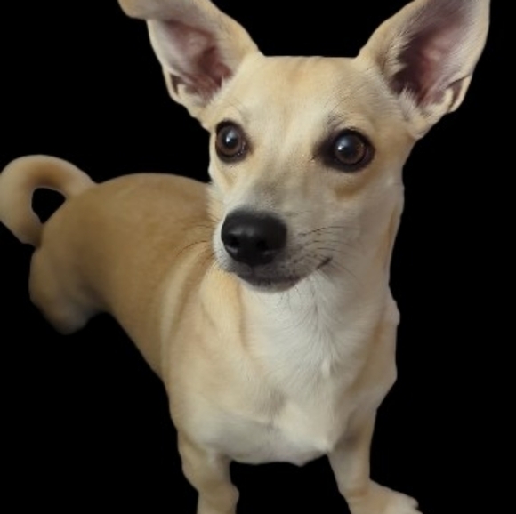 Meet Your Posher! ☀ - Picture 7 of 8